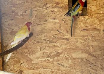 Rozelle białolice para lęgowa + młody rozelle