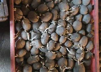 Sadzeniaki odmiana Marabel