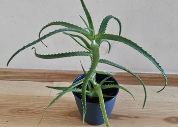 Aloes.  Roślina doniczkowa, roślina domowa