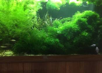 Mech Java moss
