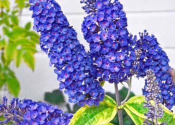 BUDLEJA NIEBIESKA EMPIRE BLUE - sadzonki w doniczkach