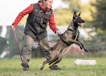 Owczarek Belgijski Malinois FCI/ZKWP