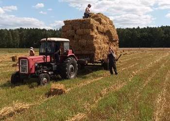 Słoma żytnia w małych snopkach kostkach