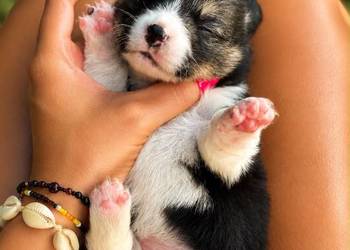 Szczenięta Welsh Corgi Pembroke FCI