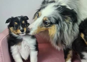 Owczarek szetlandzki Owczarek szetlandzki