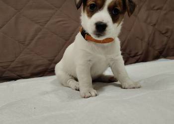 Suczka Jack Russell Terrier