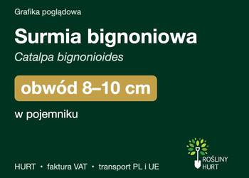 Surmia bignoniowa obwód 8-10 cm, w pojemniku – HURT
