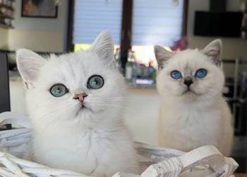 . Brytyjskie  srebrne,  srebrne pointy