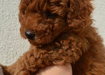 Pudel miniaturowy red rezerwacja