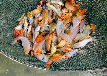 Ryby narybek Jesiotr albinos Karaś koi kolorowy Karp Amur Lin Węgorz