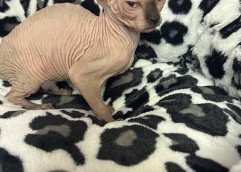 Sfinks dziewczynka !