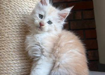 Maine Coon - Oskar