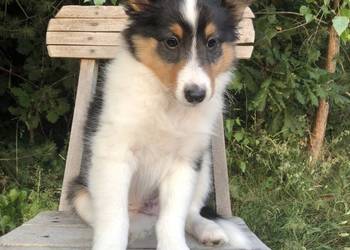 Alladin bajeczny sheltie tricolor po pracujących rodzicach