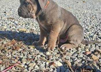 Cane Corso szczenieta rodowodowe błekitne i płowe