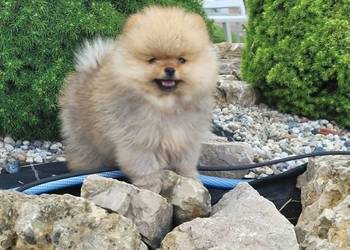 Piękne szczenięta szpic miniaturowy pomeranian FCI