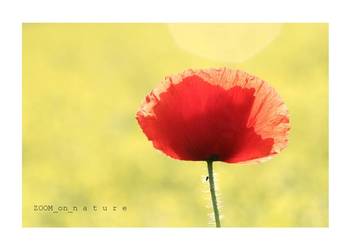 ZDJĘCIA przyrodnicze - cz.II