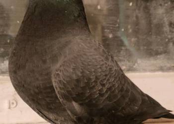 Gołębie ozdobne - Show Racery