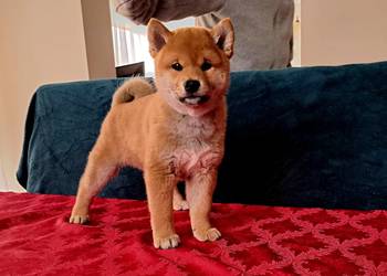 Shiba Inu ZKwP FCI
