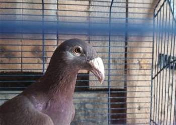 Gołębie rzeszowskie, sprzedam