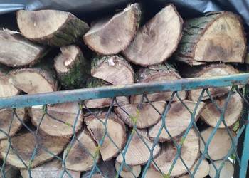 Sprzedam Drzewo Okazja