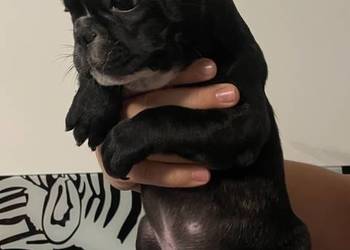 Buldog francuski