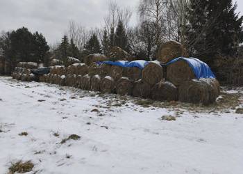 Siano bele 120 siana trawa/łąki Sezon 2025