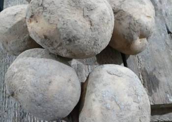 Sprzedam ziemniaki jadalne