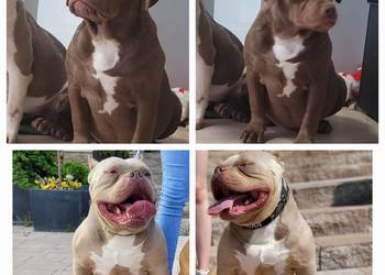 American bully Abkc standard suczki 7 miesiecy