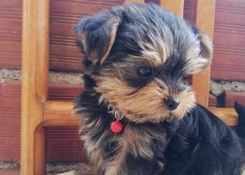 Szczeniak Yorkshire terrier (piesek i suczka)