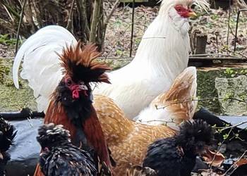 kury pawłowskie - jaja lęgowe, młode