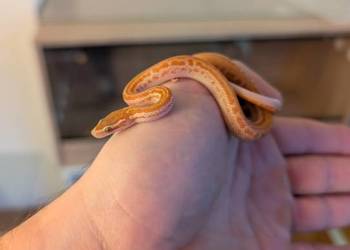 Wąż mahoniowy albino t+