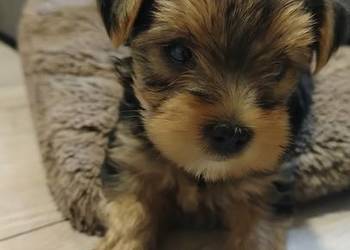 Urocze Yorkshire terrier Miniaturki