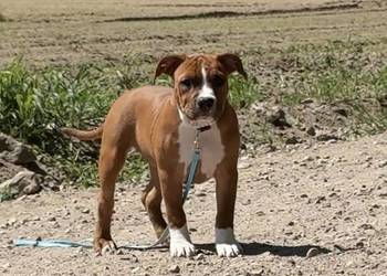 Amstaff FCI - gotowy do odbioru szczeniak