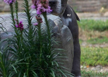 Amstaff Blue – samiec R2 | American Staffordshire Terrier