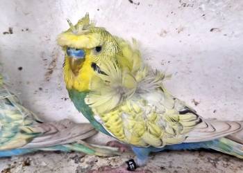 Papugi faliste helikoptery 2f