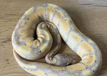 Python królewski Banana