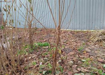 Sadzonki Orzecha Laskowego