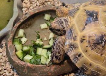 Sprzedam żółwia z terarium