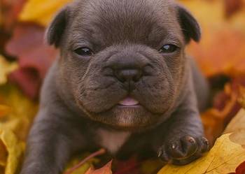 Buldog francuski Aktualne Buldog francuski Aktualne