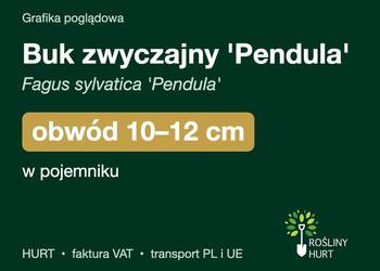 Buk zwyczajny 'Pendula' obwód 10-12 cm, w pojemniku – HURT