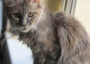 Kotka Maine coon szylkretka 8 miesięc Warszawa fife