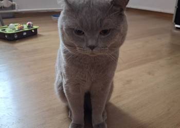 Kocur Brytyjski krótkowłosy reproduktor