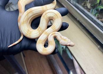 wąż/gad Boa cesarski/ Boa imperator V