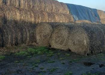 Sprzedam słomę w balotach