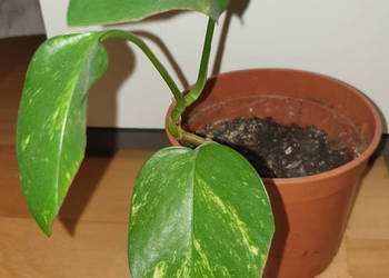 Epipremnum złociste, epi