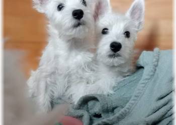West Highland White Terrier | DNA CMO-0, westie 2025 ZKwP FCI