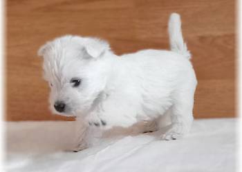 West Highland White Terrier  |  ZKwP FCI suczka