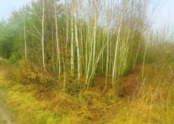 Działka 6900m2 Trawniki