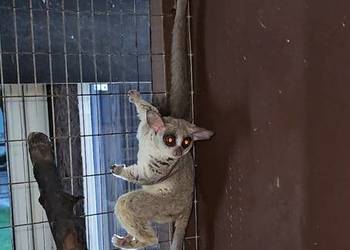 Galago Senegalskie