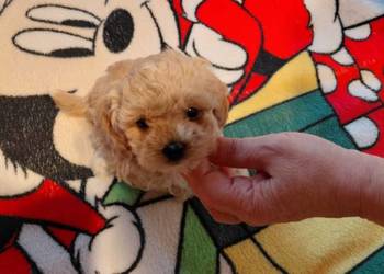 Maltipoo - piesek biszkoptowy